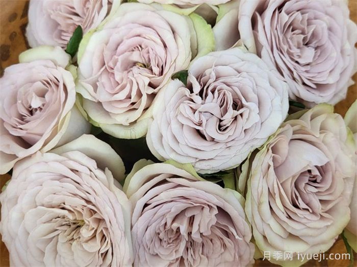 银矿月季Silvermine(图1)