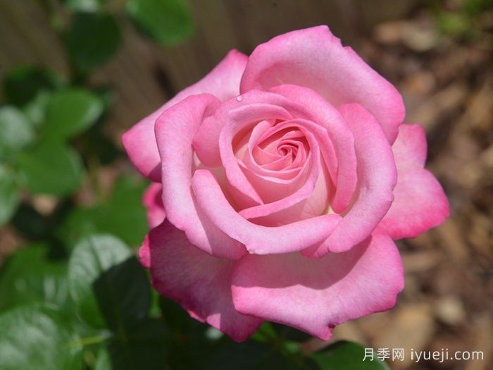 银线月季/一线希望Silver Lining(图1)