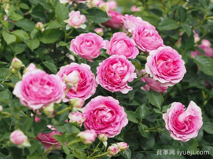 音乐之声月季/玛丽亚小姐/玛利亚Fraulein Maria(图2)