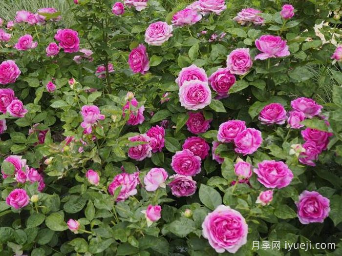 音乐之声月季/玛丽亚小姐/玛利亚Fraulein Maria(图3)