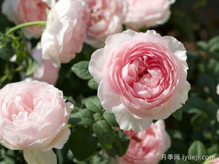 玉环鸣月季(图3)