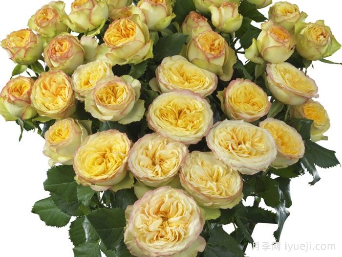 瑜伽潮流月季Yoga Trendsetter(图1)