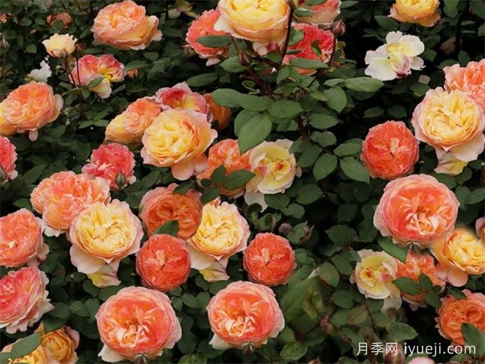 余晖月季(图1)