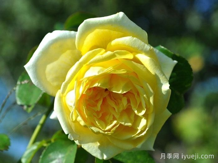 游乐园月季/赌场月季Casino(图1)