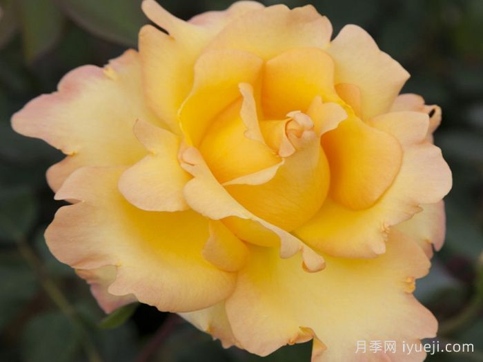 尤瑞卡月季/尤里卡/黄金魔力/发现(玫昂)Eureka(图4)