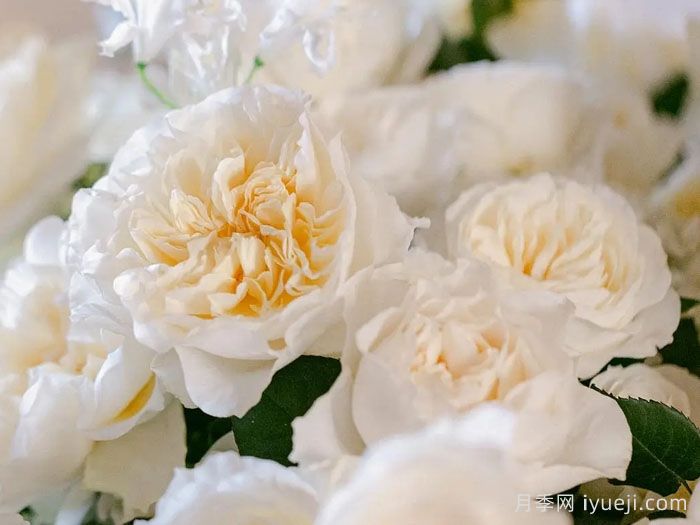 尤金妮月季/欧仁妮Eugenie(图2)