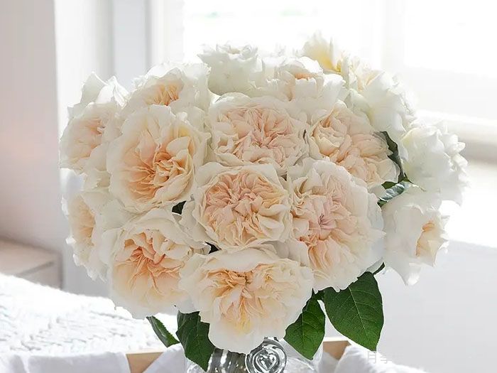 尤金妮月季/欧仁妮Eugenie(图3)