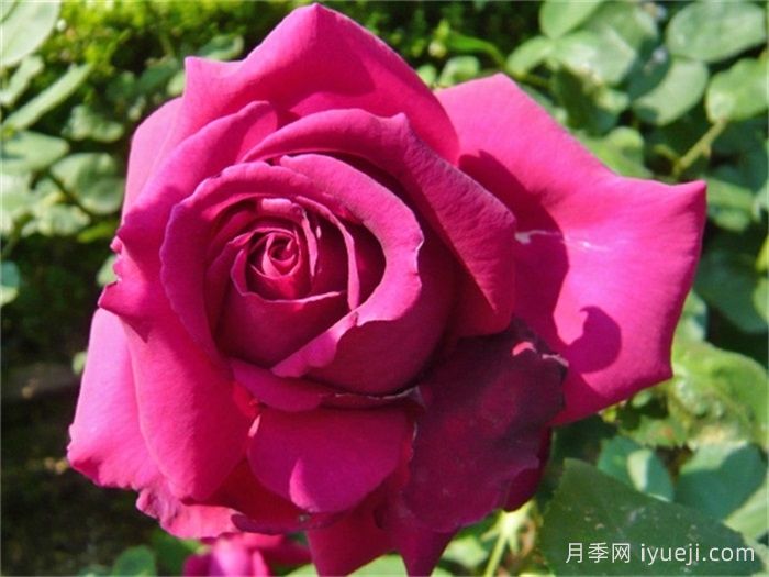 悠久的约定月季Promesse Eternelle(图2)