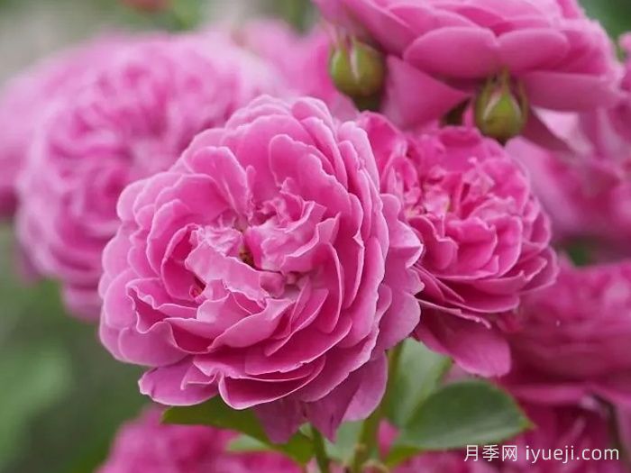 忧郁男孩月季Blue Boy(图1)