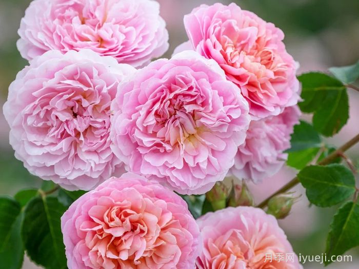 优丝塔夏福爱月季/尤泰莎菲月季/游苔莎斐伊Eustacia Vye(图1)