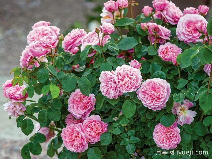 优丝塔夏福爱月季/尤泰莎菲月季/游苔莎斐伊Eustacia Vye(图3)