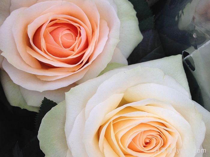 永远的沙洲日落月季Sandbanks Sunset Forever(图1)