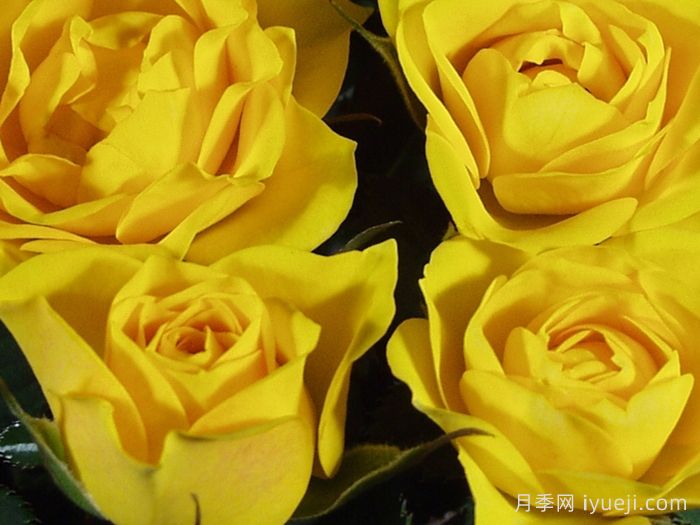 永远的热黄月季Hot Yellow Forever(图1)