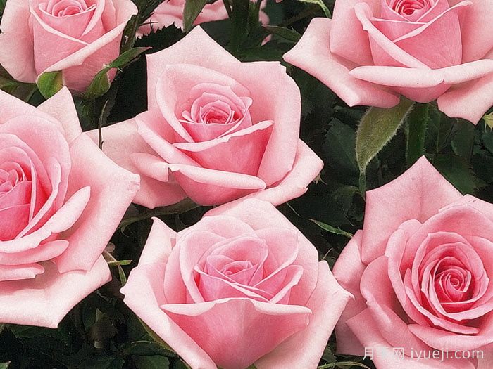 永远的纽约月季New York Forever(图1)