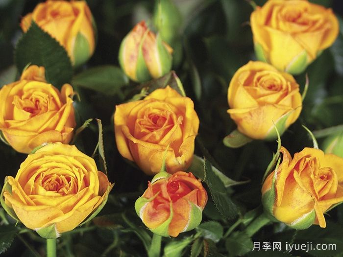 永远的梅西纳月季/永远的墨西拿Messina Forever(图1)