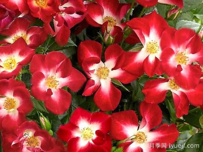 永耀红宝石月季/永辉红宝石Everglow Ruby(图1)