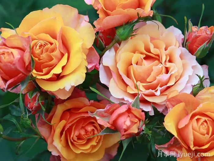 永远的艾帕索月季El Paso Forever(图2)