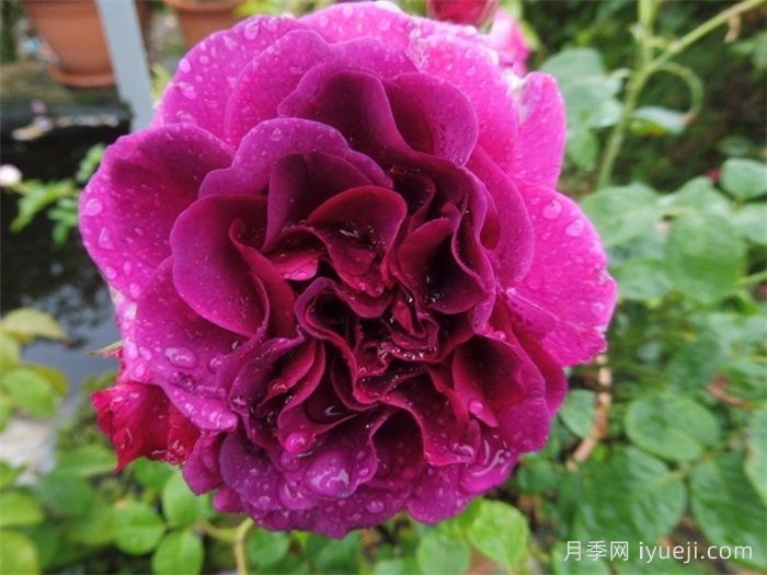 永恒紫色月季Timeless Purple(图2)