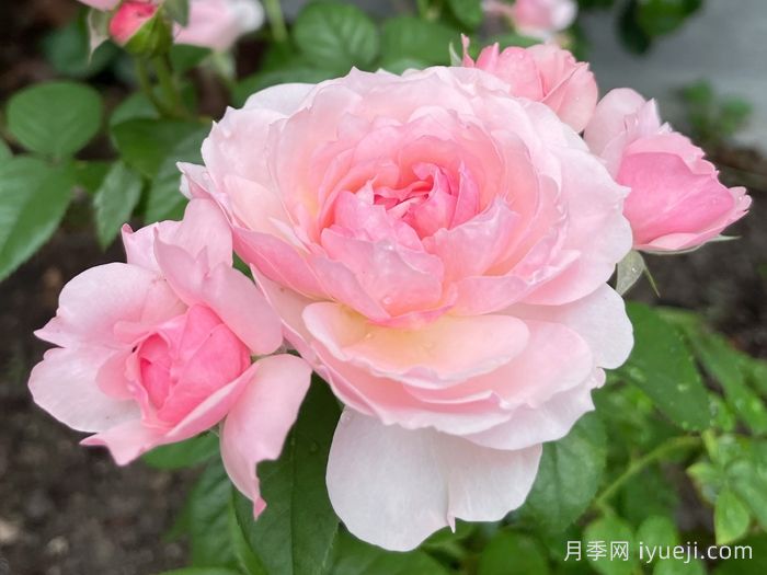 盈盈粉月季(图1)