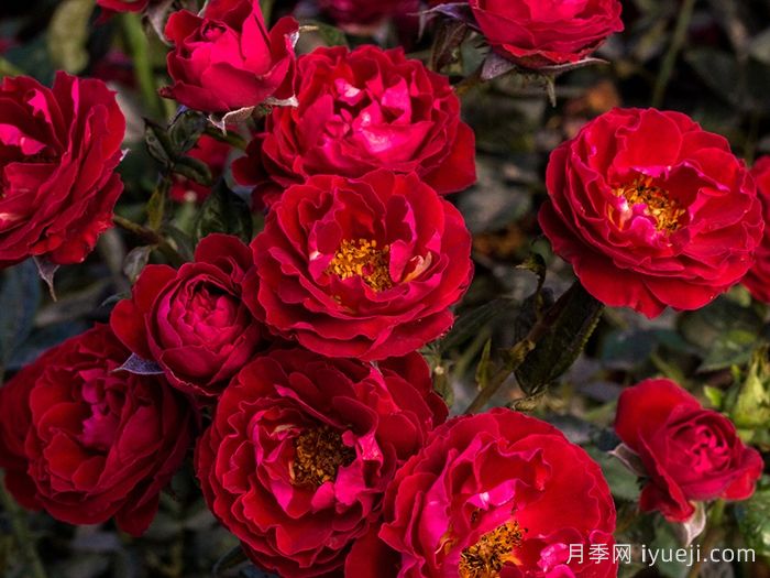 樱桃提尼酒月季Cherrytini(图1)