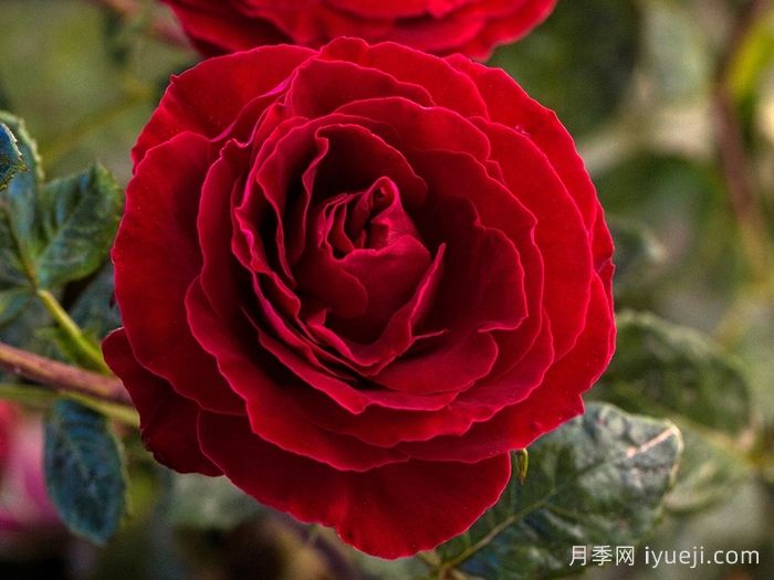 樱桃提尼酒月季Cherrytini(图2)