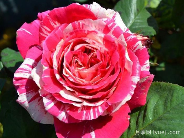 最佳印象月季Best Impression(图1)