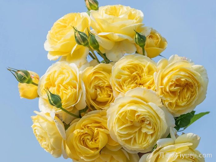 醉千山月季(图1)