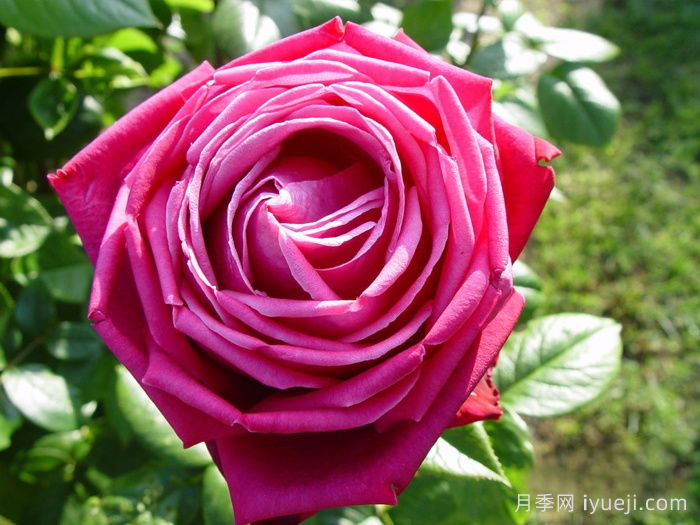 醉香酒月季Duftrausch(图2)