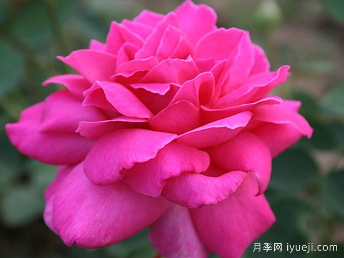 醉香酒月季Duftrausch(图3)