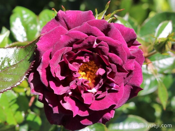 钻石之眼月季/钻石眼Diamond Eyes(图1)