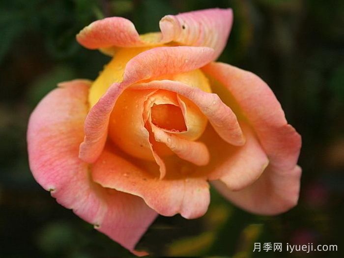 祖母珍妮月季Grandmere Jenny(图2)