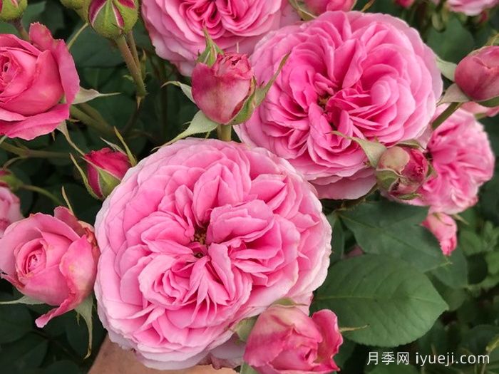 祖母粉色月季/祖母的粉色Grandmas Pink(图1)