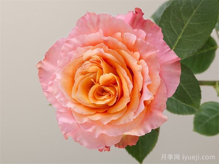 自由精灵月季/火灵鸟/自由主义Free Spirit(图1)