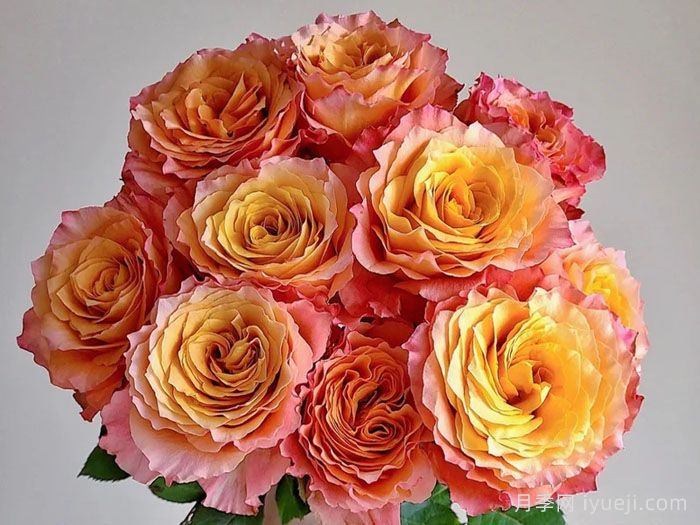 自由精灵月季/火灵鸟/自由主义Free Spirit(图3)