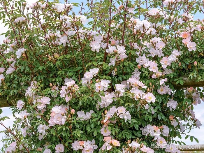 自由飞翔月季/珊瑚海月季/张开双臂Open Arms(图4)