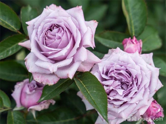 紫烟月季(图2)