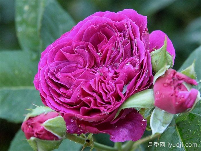 紫色小屋月季/紫屋/壁龙宫Palais Biron(图3)