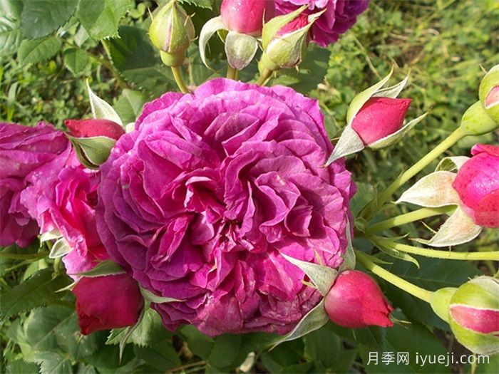 紫色小屋月季/紫屋/壁龙宫Palais Biron(图2)