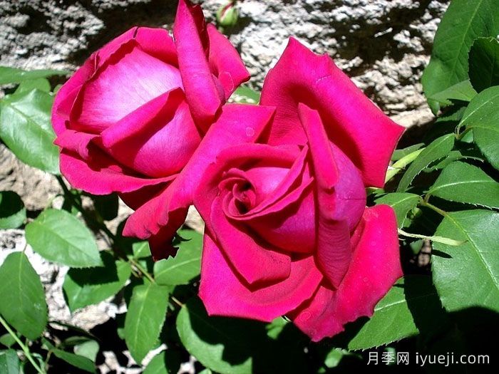 紫色香水月季(玫昂)Purple Perfumella(图2)