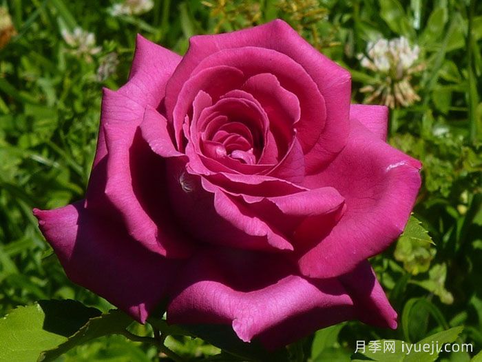 紫色香水月季(玫昂)Purple Perfumella(图1)