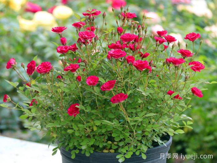 紫色时代月季/紫咲月季(图2)