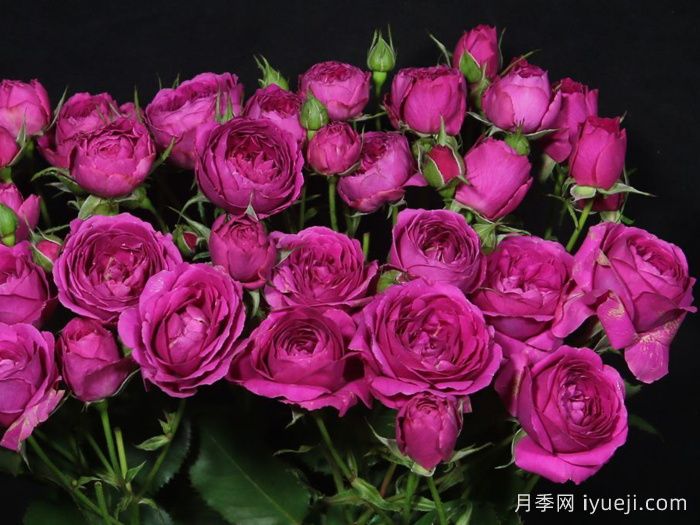 紫色铃鼓月季/紫铃鼓/紫色手鼓Purple Tambourine(图1)