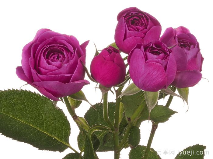 紫色铃鼓月季/紫铃鼓/紫色手鼓Purple Tambourine(图2)