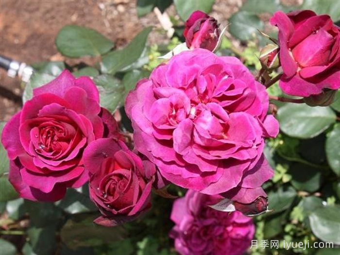 紫色客机月季/紫色天际线Purple Skyliner(图2)