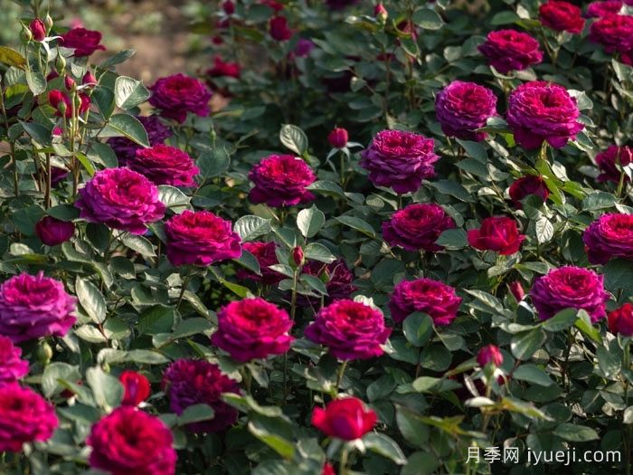 紫茸月季(图5)