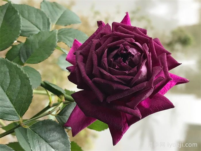 紫茸月季(图3)