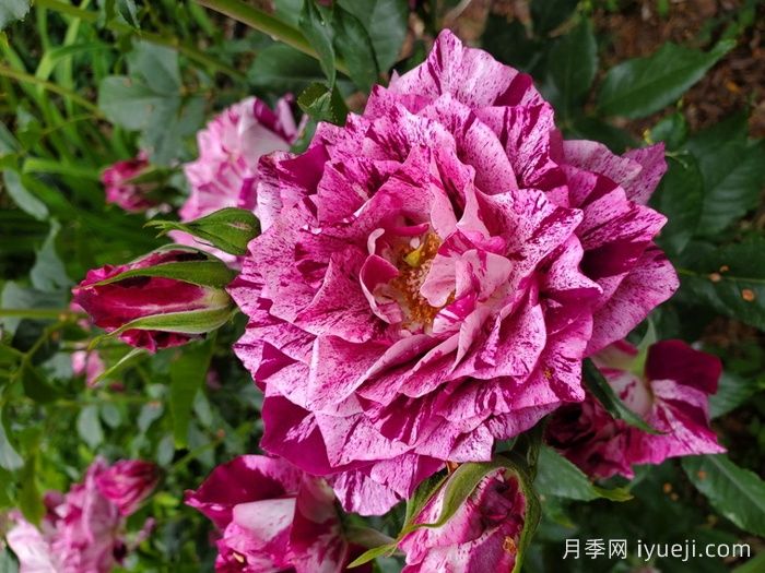 紫虎月季/胭脂虎/黑龙Purple Tiger(图2)