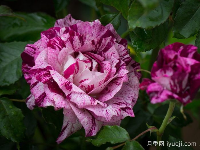 紫虎月季/胭脂虎/黑龙Purple Tiger(图1)