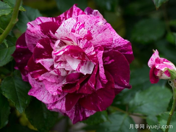 紫虎月季/胭脂虎/黑龙Purple Tiger(图3)