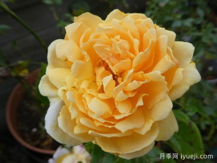 追忆帕特里克月季Patrick Devedjian(图1)